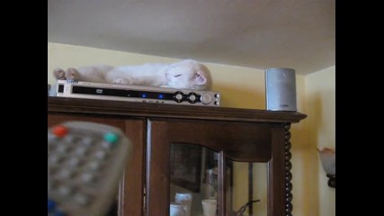 Събуди се!котка върху радио.