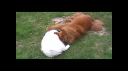 Chow Chow And Samoyed Play