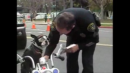 Полицаи гонят куче рокер 