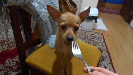 Feeding the dog