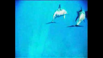 Nosy Be - Delfin.