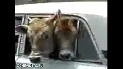 Две Крави В Лада ... смях