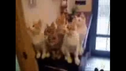 Котки Гледат Тенис