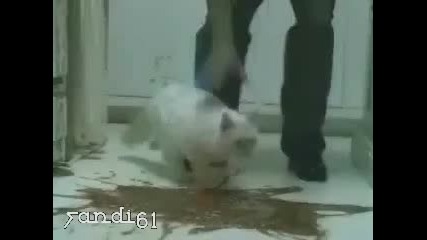 Котка за вечеря - Не е това , което изглежда
