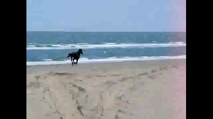 Horses running on the beach in Corolla, Nc