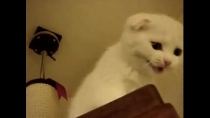 Още 1 Много сладко котенце!