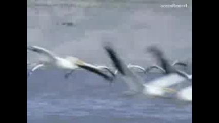 Flight Beign - Bernward Koch 