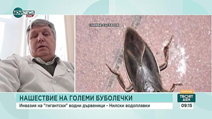 Опасно ли е ухапването от насекомото нилска водоплавка