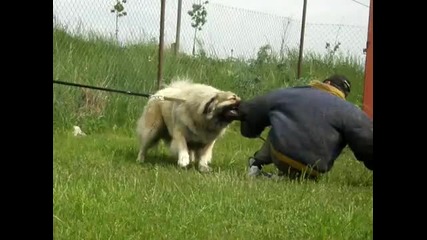 attack on caucasian dog