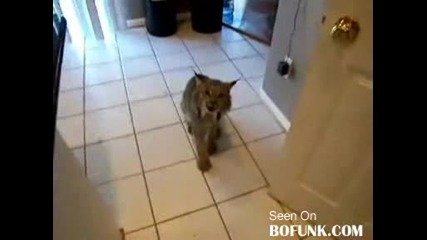 Побъркано животно