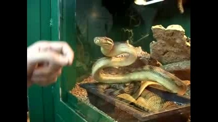 Snake Attack
