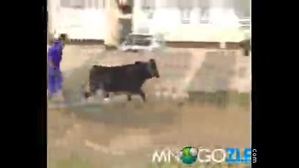 Подивял бик на село