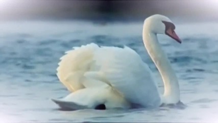 Felix Mendelssohn On Wings of Song