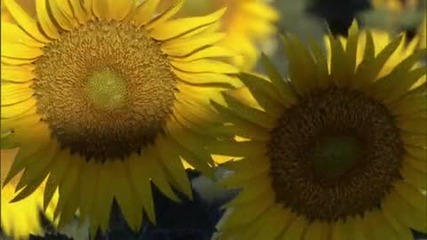 Inner-light-sunflowers