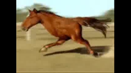 Fastest Animal