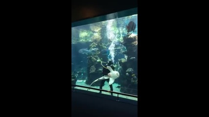 Водолаз гали акула докато почиства стъклото
