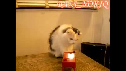 Забавно коте с радйо