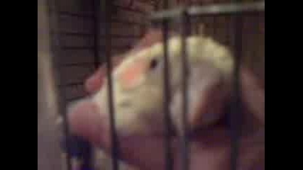 Коко