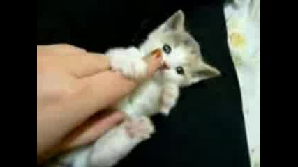 Много сладко котенце {{{}}}