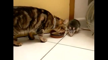 Котка и хамстер се хранят заедно