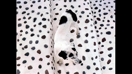 who let the dogs out