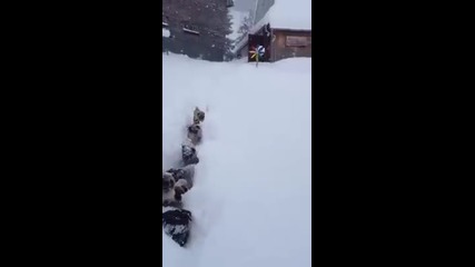 10 малки кученца Pugs си играят на снега !!!