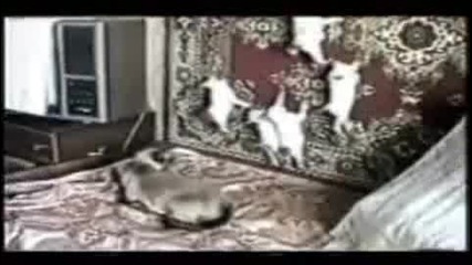 Неземни котки