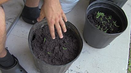 Tomato Seedlings
