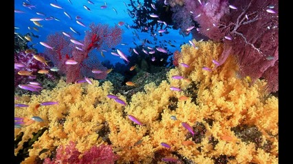 красотата на подводния свят 