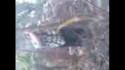 durvoto