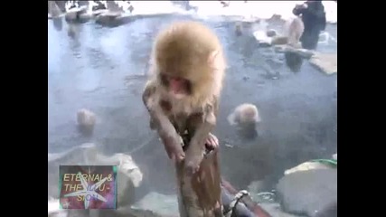 ! Шоуто На Маймунките 