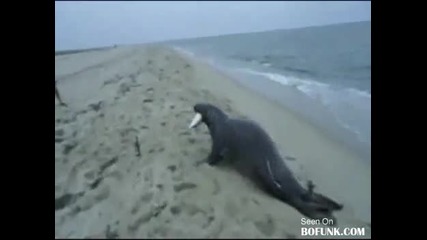 Тюлена открадна рибата - смях