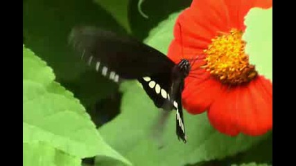 Jivotni