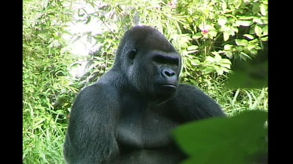 Gorila