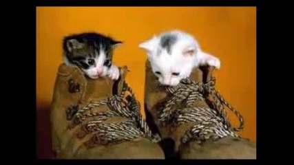 Котета