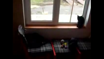 Живота в приута за котки