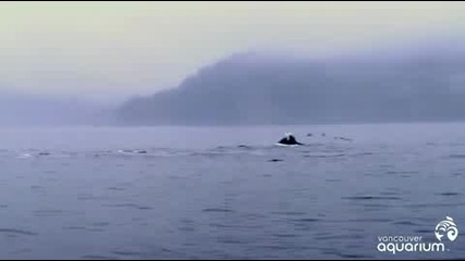 Птици получават плесница от кит 