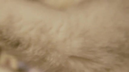 Красива котка