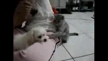 Котка Дразни Куче