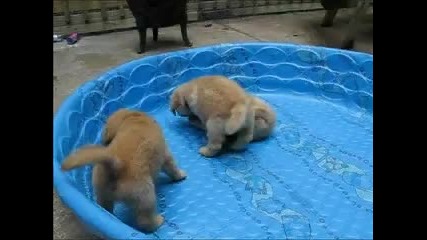 Малки кученца си играят