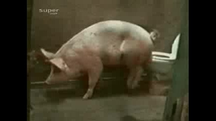 Свиня ходи до тоалетната 