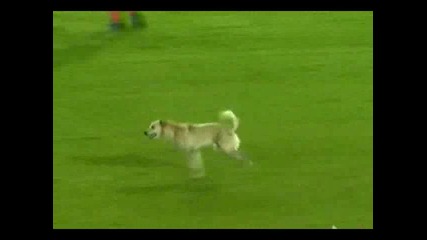 Куче се появява на терена :d