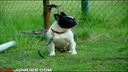 Куче лае по много странен начин