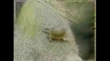 Man Trains Turtle To Do Tricks
