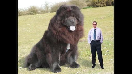 Най-големите Кучета В Света