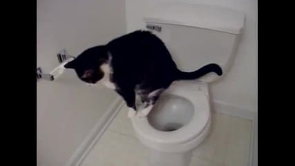 Прилична котка, ходи само в тоалетната