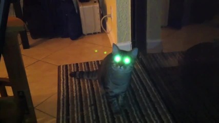 Котка с лазерен поглед 