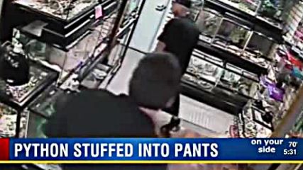 Мъж се опита да открадне питон, като го напъха в гащите си