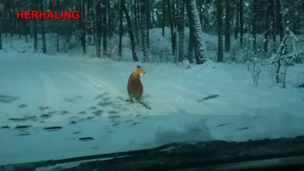 Кенгуру на пътя 