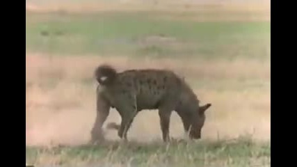Комунистите (хиени) срещу Националистите (лъвове)